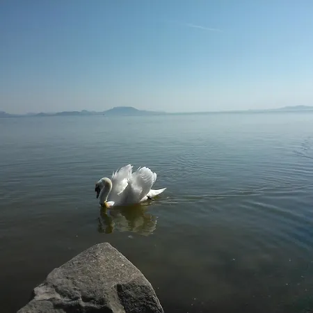 Angela Haz * Balatonbereny